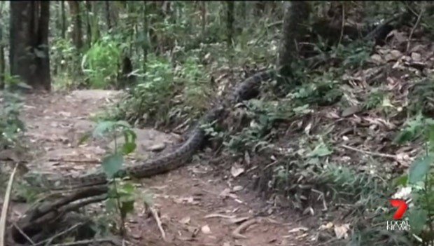 Amber Walker se assustou ao se deparar com cobra gigante em caminhada (Foto: Reprodução/Facebook/7 Local News)