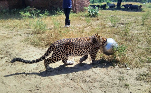 Segundo autoridades, há entre 12 mil e 14 mil leopardos na Índia (Foto: Kabir Jethi/AP)