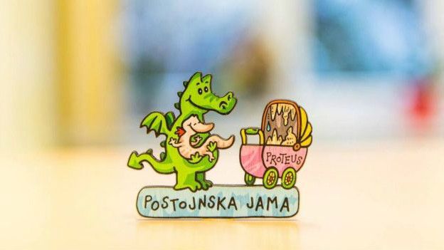O proteus é uma espécie de ícone na Eslovênia, onde aparecia em moedas antes da chegada do euro; há centenas de anos, quando enchentes expulsavam as criaturas para fora das cavernas, eram tidas como bebês de dragões
