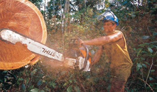 rondonia-fica-em-2-no-ranking-de-estados-da-amazonia-que-mais-desmatou540x304_34584aicitono_1ai4ipi3mu1ibog1sn41rd21ea