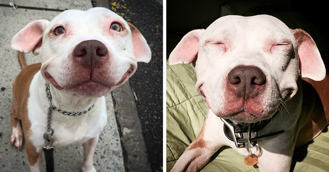 Pit bull Brinks foi resgatado das ruas do Brooklyn, EUA, por um homem chamado Jon, que decidiu cuidar dele. Depois de adotado, o animal não para de sorrir. Foto: Bored Panda